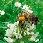3D Zauberbild “Biene auf Blüte”