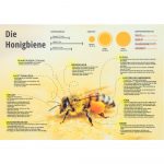 ApiSina® Lehrschild „Biene“
