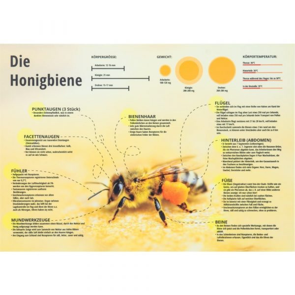 ApiSina® Lehrschild „Biene“