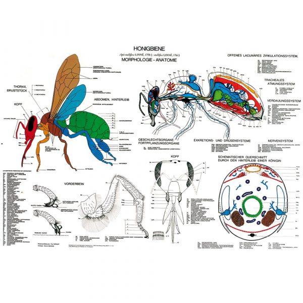 Lehrtafel - Anatomie der Honigbiene
