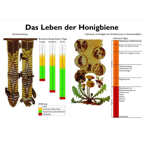 Lehrtafel - Das Leben der Honigbiene