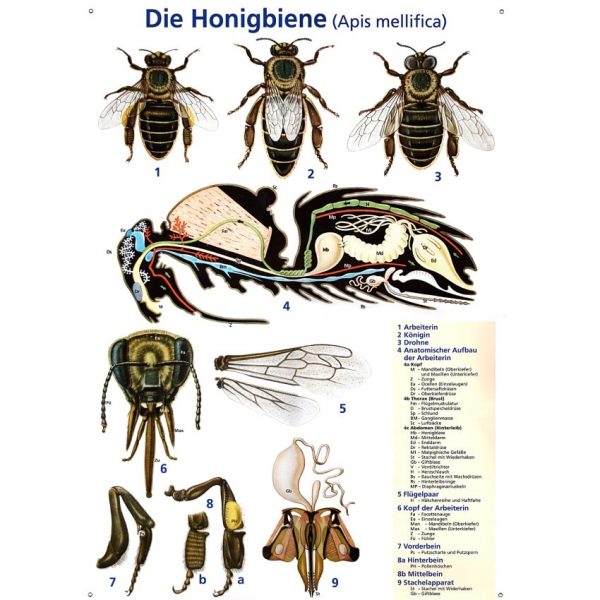 Lehrtafel - Die Honigbiene