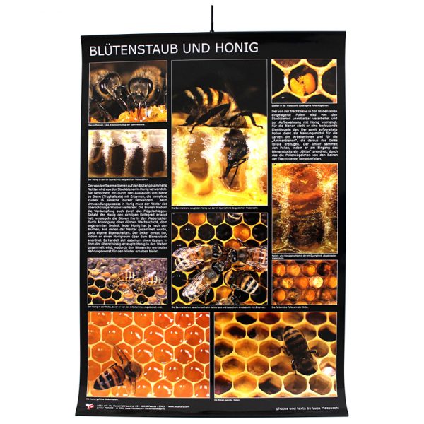 Poster "Blütenstaub und Honig"