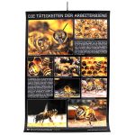 Poster "Die Tätigkeiten der Arbeitsbiene"