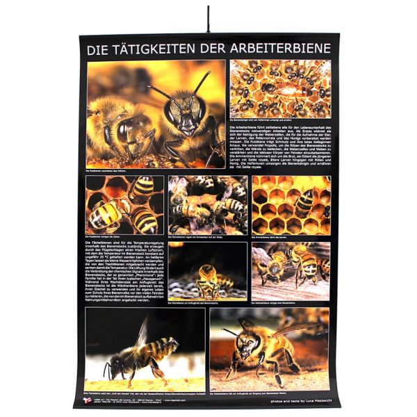 Poster "Die Tätigkeiten der Arbeitsbiene"
