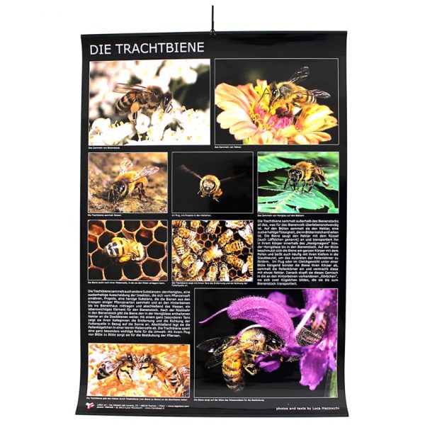 Poster "Die Trachtbiene"