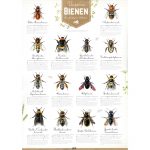 Poster - Unsere Bienen