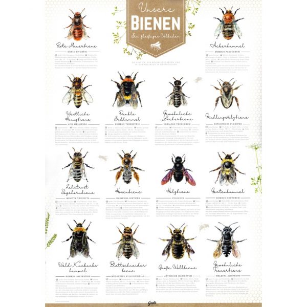 Poster - Unsere Bienen