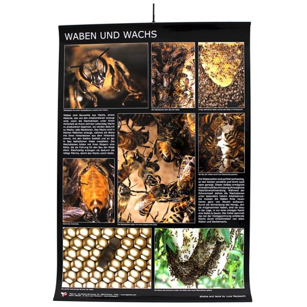 Poster “Waben und Wachs”