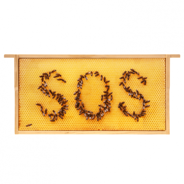 SIPA® Bilder-Rähmchen "Bienen-SOS"