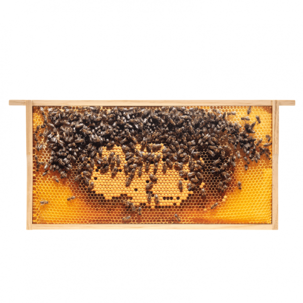 SIPA® Bilder-Rähmchen "Helle Brutwaben"