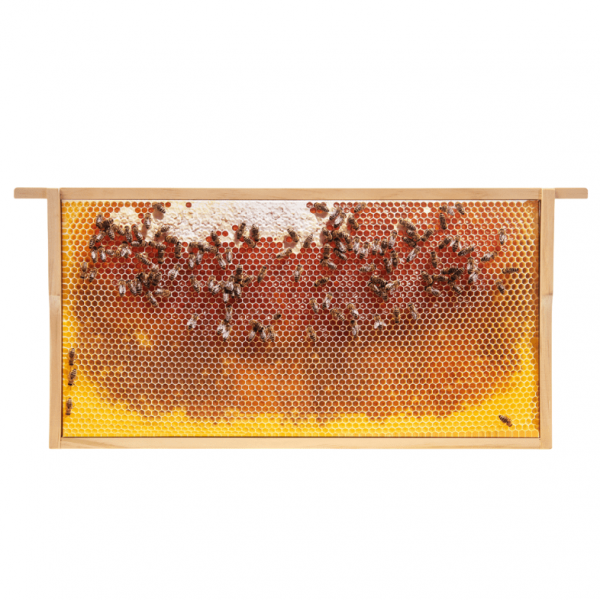 SIPA® Bilder-Rähmchen “Honigwabe leer”