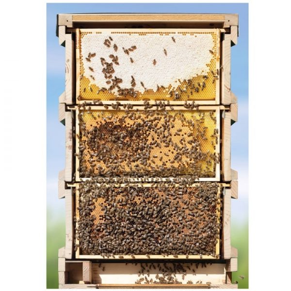 SIPA® Poster Motiv Bienen-Beute