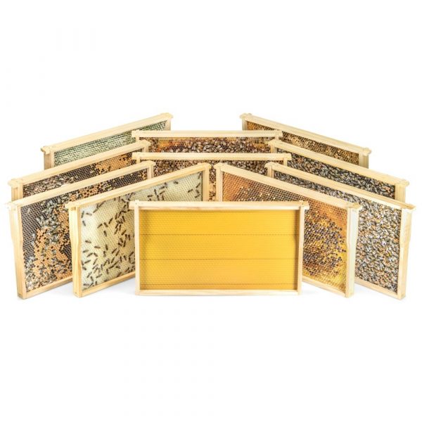 Virtuelles Bienenvolk DN