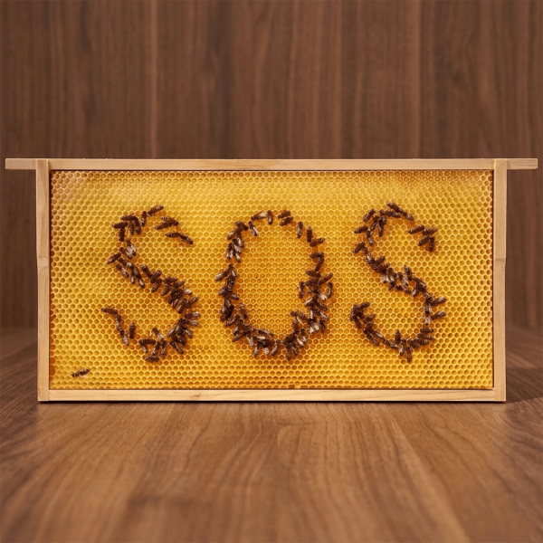 SIPA® Bilder-Rähmchen "Bienen-SOS"
