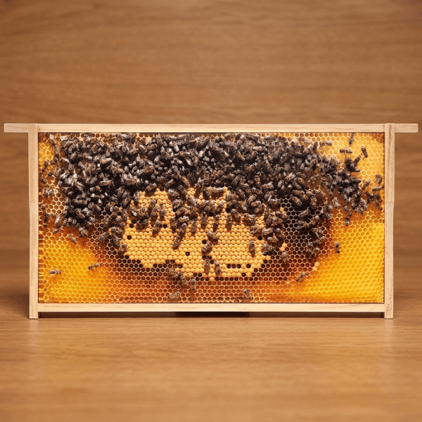 SIPA® Bilder-Rähmchen "Helle Brutwaben"