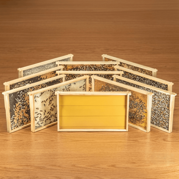 Virtuelles Bienenvolk DN