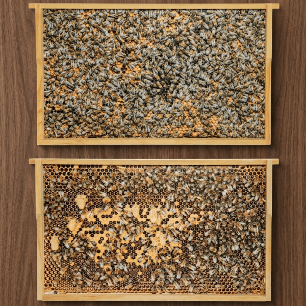 Virtuelles Bienenvolk DN