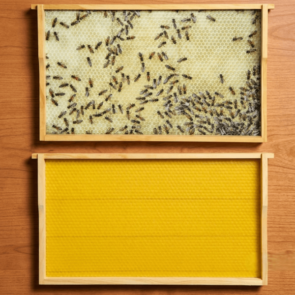 Virtuelles Bienenvolk DN