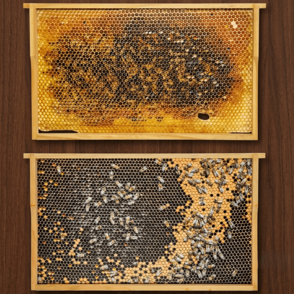 Virtuelles Bienenvolk DN