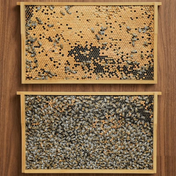 Virtuelles Bienenvolk DN