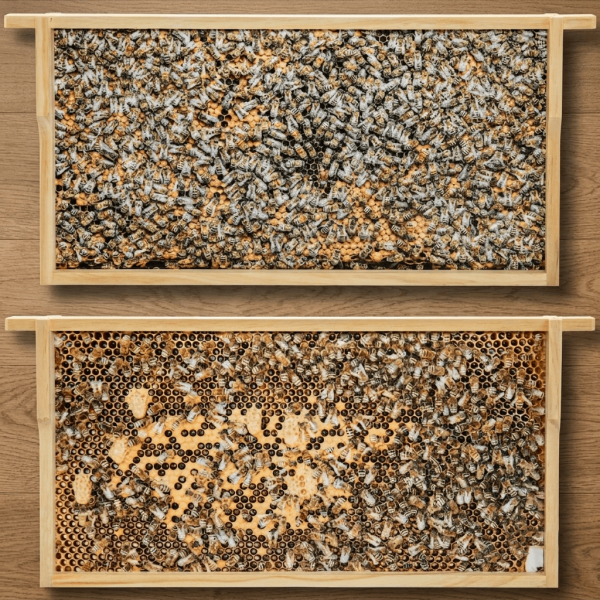 Virtuelles Bienenvolk ZA