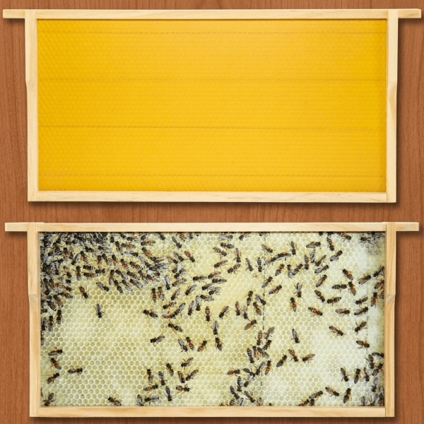 Virtuelles Bienenvolk ZA