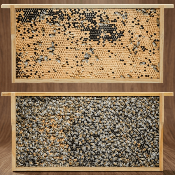 Virtuelles Bienenvolk ZA